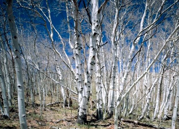 birches in Dixie National Forest