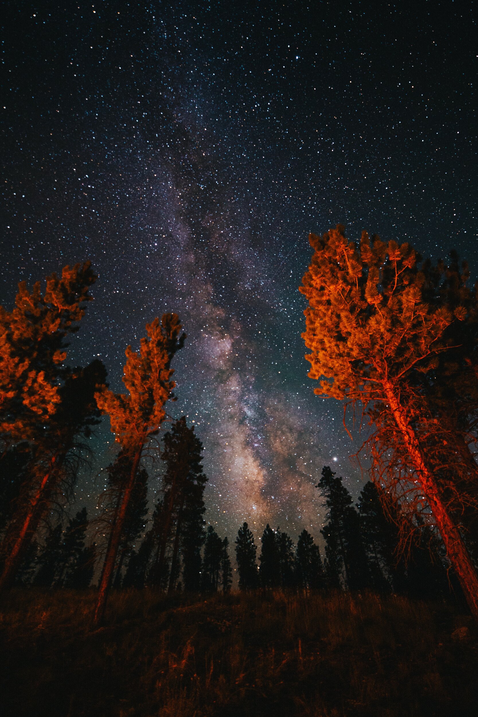 red trees and night sky of Dixie National Forest